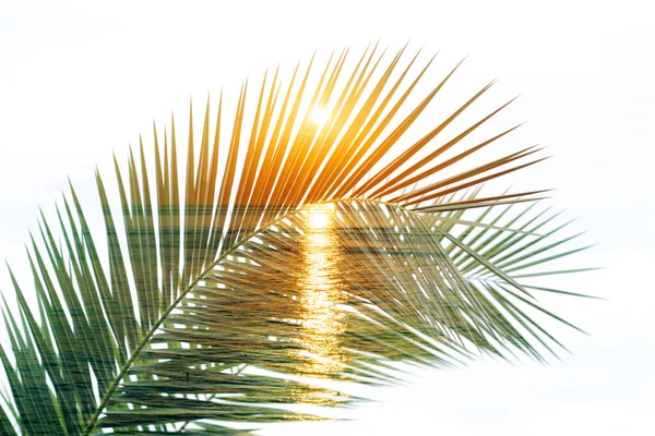 Tropische palmtakken. Dubbele belichting. Zomer achtergrond. — Stockfoto