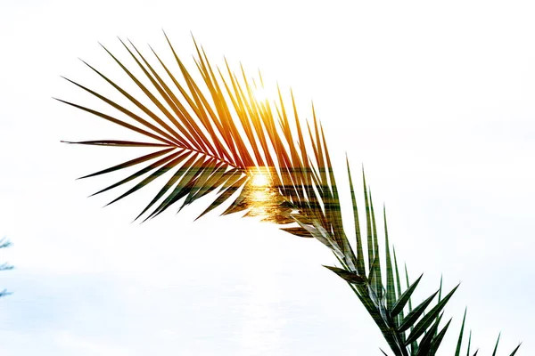熱帯のヤシの枝。露出を2倍夏の背景. — ストック写真