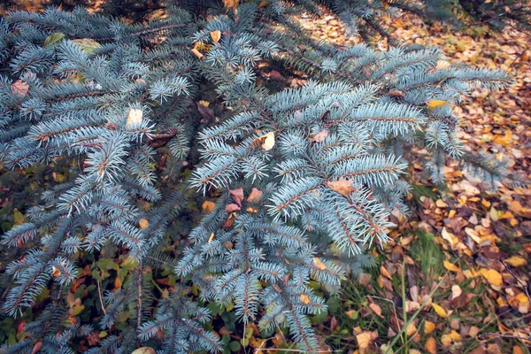 Blue spruce branches in autumn season. Beautiful background. — Stock Photo, Image