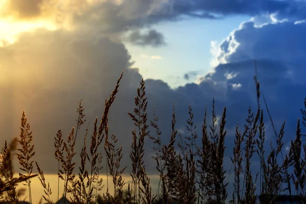 Summer sunset in the field. Grass in the sunlight. — Stock Photo, Image