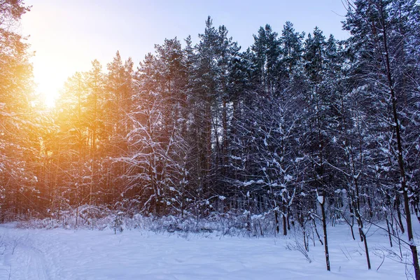 Hermoso paisaje de invierno con árboles cubiertos de nieve en un día soleado. — Foto de Stock