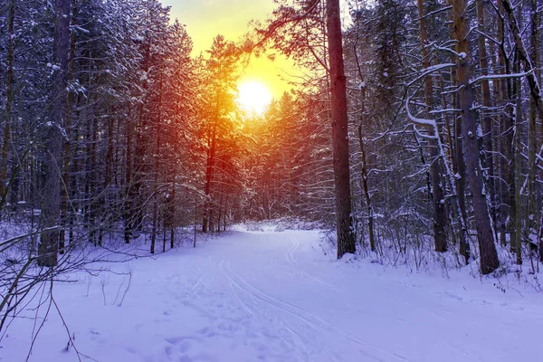 화창 한 날 눈덮인 나무들로 덮인 아름다운 겨울 풍경. — 스톡 사진
