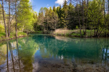 Güneşli bir yaz gününde Güzel bir orman gölü