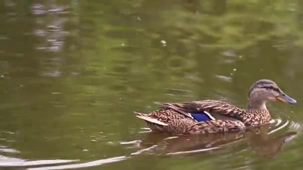 Πάπιες Κολυμπούν Στη Λίμνη Και Τρώνε Ψωμί — Αρχείο Βίντεο