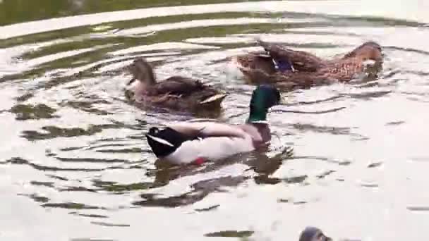 Πάπιες Κολυμπούν Στη Λίμνη Και Τρώνε Ψωμί — Αρχείο Βίντεο