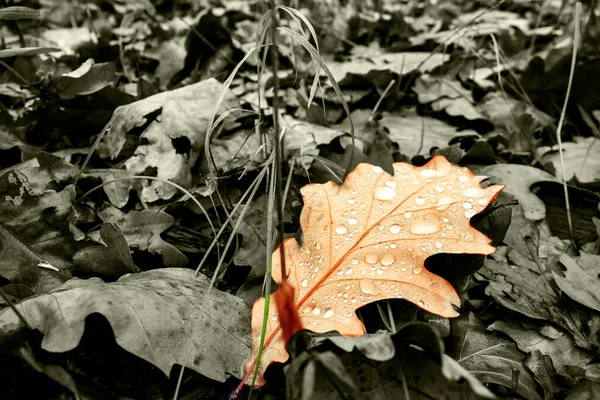 Feuilles Chêne Sèches Sur Sol Dans Une Belle Forêt Automne — Photo