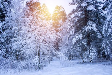Karla kaplı ağaçlarla kaplı güzel kış manzarası