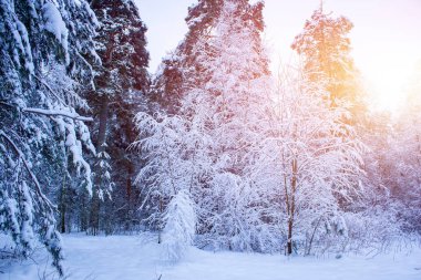 Karla kaplı ağaçlarla kaplı güzel kış manzarası