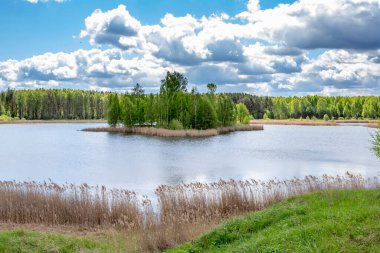 Güneşli bir yaz gününde Güzel bir orman gölü.