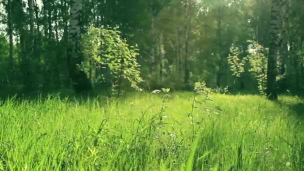 Zielona Trawa Brzozowym Lesie Wschodzie Słońca Lato — Wideo stockowe