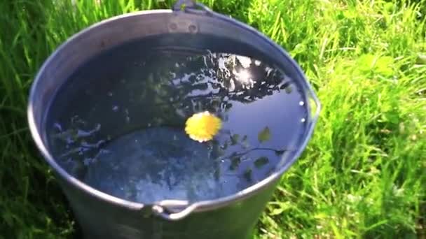 Wild Daisy Flower Swims Bucket Clear Water Standing Grass Reflection — Stock video