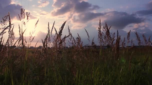 Langzame Wind Waait Gras Grasland Prachtige Zonsondergang Hemel Het Weidelandschap — Stockvideo