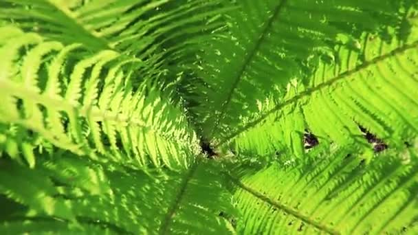Camera Dringt Het Midden Van Groene Bladeren Van Varen Binnen — Stockvideo