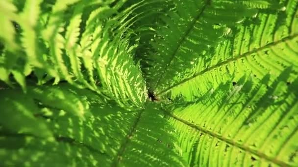 Camera Penetrates Center Green Leaves Fern Sunny Day — Stock video