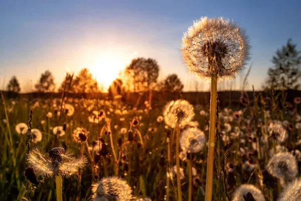 Real field and dandelion at summer sunset. Beautiful summer background