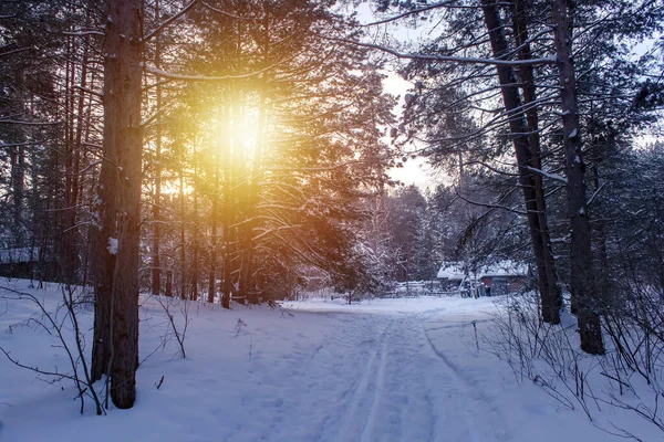 Hermoso Paisaje Invierno Con Árboles Cubiertos Nieve — Foto de Stock