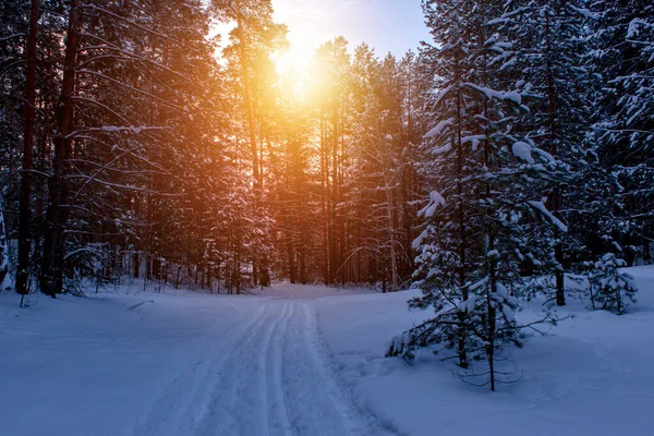 Hermoso Paisaje Invierno Con Árboles Cubiertos Nieve — Foto de Stock