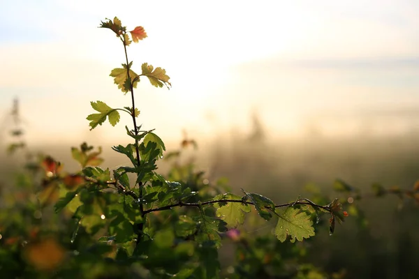 Fresh Green Leaves Dew Drops Sunset Golden Soft Sunshine Summer — Stock Photo, Image