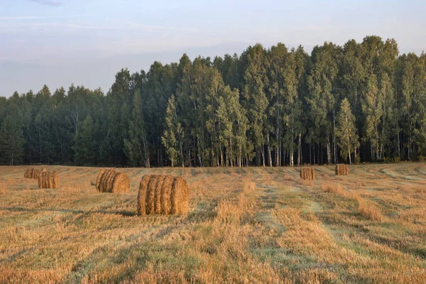 Balle Paglia Sui Terreni Agricoli All Alba Autunnale — Foto Stock