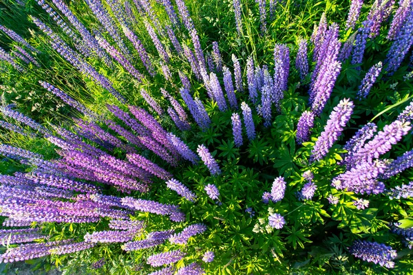 Квіти Люпин Літній Час Вид Зверху — стокове фото