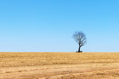 Mavi gökyüzü arka planına sahip vahşi bir çayırda duran ölü tek bir kuru ağaç.
