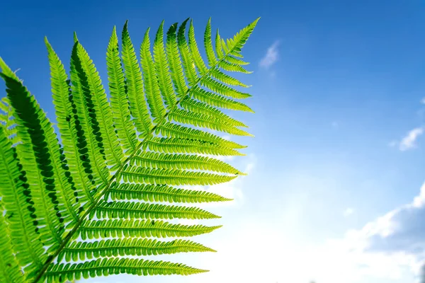 Hojas Helechos Verdes Frescos Contra Cielo Azul —  Fotos de Stock