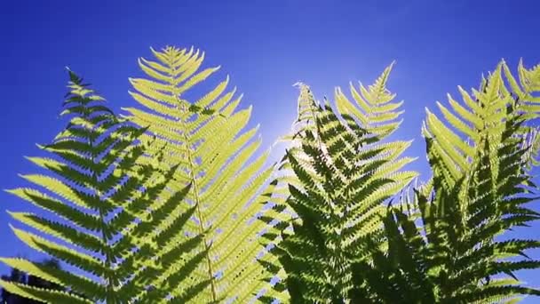 Green Fern Leaves Sway Wind Summer Sunny Day — 图库视频影像