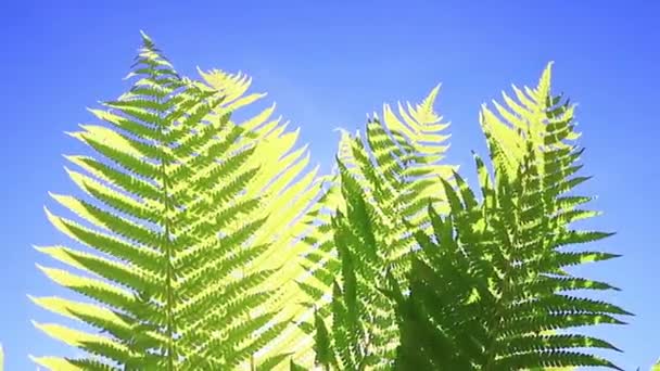 Green Fern Leaves Sway Wind Summer Sunny Day — Stock video