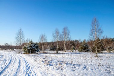 Kış ormanı ve parlak güneş ışınlarıyla manzara. Gün doğumu, gün batımı Güzel karlı ormanda.