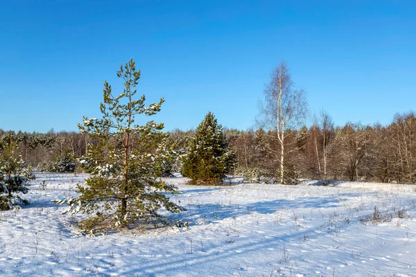 Landschaft mit Winterwald und hellen Sonnenstrahlen. Sonnenaufgang, Sonnenuntergang im schönen verschneiten Wald. — Stockfoto