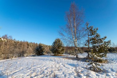 Kış ormanı ve parlak güneş ışınlarıyla manzara. Gün doğumu, gün batımı Güzel karlı ormanda