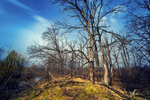 Ιδέα Της Υπερθέρμανσης Του Πλανήτη Μοναχικά Νεκρό Δέντρο Φθινόπωρο Κάτω — Φωτογραφία Αρχείου