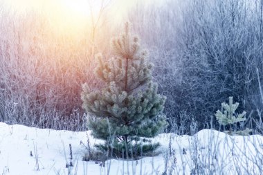 Kış ormanı kozalaklı ağaçlarla kaplı, kış mevsiminde genç çamlar karla kaplı. Doğa takvimi. Kış ve Noel konsepti.