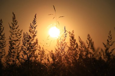 Yaz mevsiminde altın günbatımına karşı çimenlerin silueti