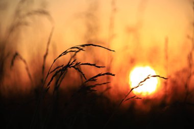 Yaz mevsiminde altın günbatımına karşı çimenlerin silueti