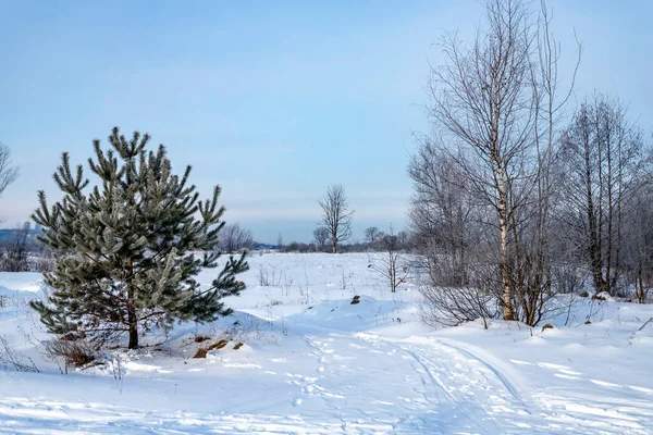 Winterwald Mit Nadelbäumen Mit Jungen Kiefern Schnee Winter Tagsüber Naturkalender — Stockfoto