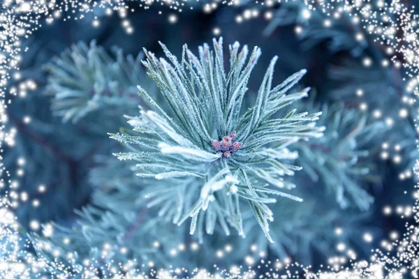 Pine Branches Covered Hoarfrost Christmas Background — Stock Photo, Image