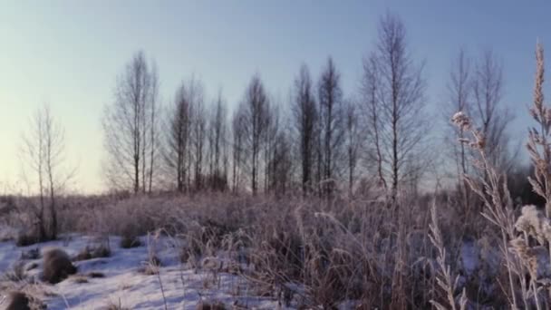 Torrt Gräs Gungar Vintervinden Mot Bakgrund Vinterskogen Morgonen — Stockvideo