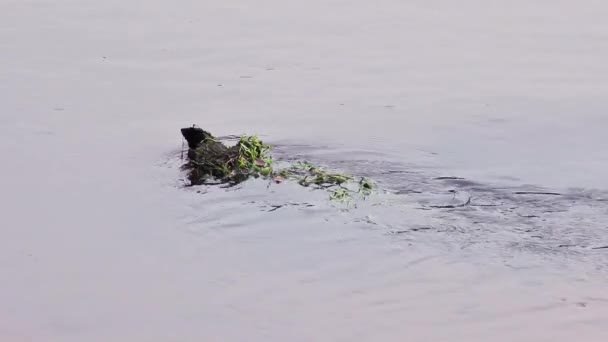 Onde Sul Fiume Dietro Una Deriva Annegata Ostacolo Sull Acqua — Video Stock