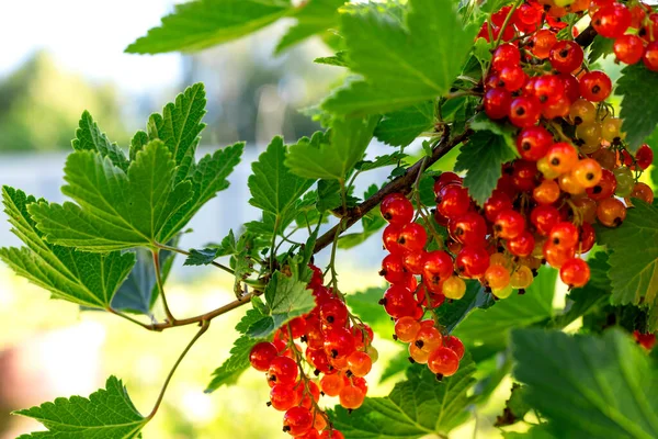 Ripe Red Currants Hanging Bush Ready Harvest — Stock Photo, Image