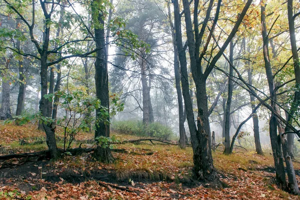 Όμορφο Πρωινό Στο Ομιχλώδες Δάσος Του Φθινοπώρου Ανατολή — Φωτογραφία Αρχείου