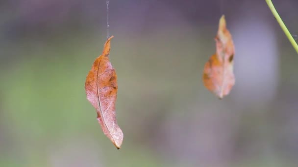 Due Foglie Gialle Pendono Una Ragnatela Ondeggiano Nel Vento — Video Stock