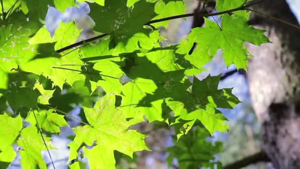 Bunte Grüne Ahornblätter Wiegen Sich Wind Vor Blauem Himmel — Stockvideo