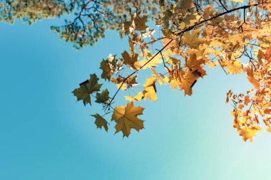 Mavi gökyüzünde sarı sonbahar yaprakları