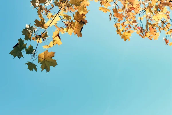Yellow autumn leaves oak on blue sky background