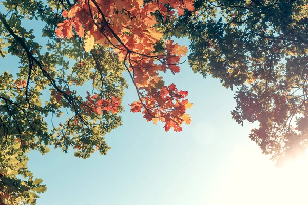 Yellow autumn leaves oak on blue sky background