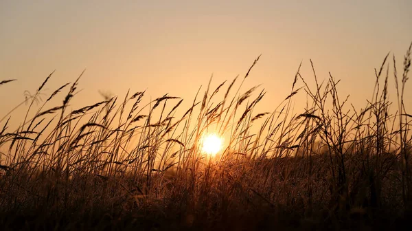 Sylwetka trawy na złotym tle zachodu słońca w okresie letnim. Wielkość sztandaru. — Zdjęcie stockowe