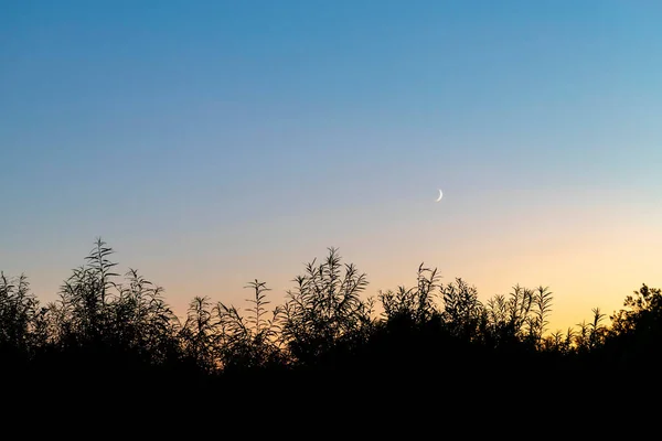 Sylwetka liści na tle zachodzącego słońca z księżycem. — Zdjęcie stockowe