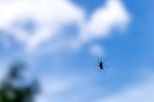 Zanzara sullo schermo della finestra primo piano. Focus selettivo. — Foto Stock