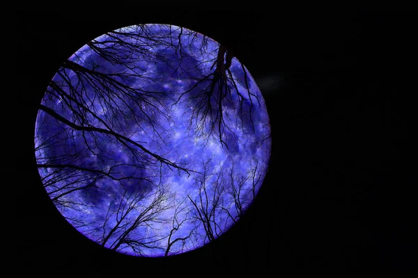 Siluetas de ramas de árboles en el fondo de la mística luna azul. Fondo para Halloween. — Foto de Stock